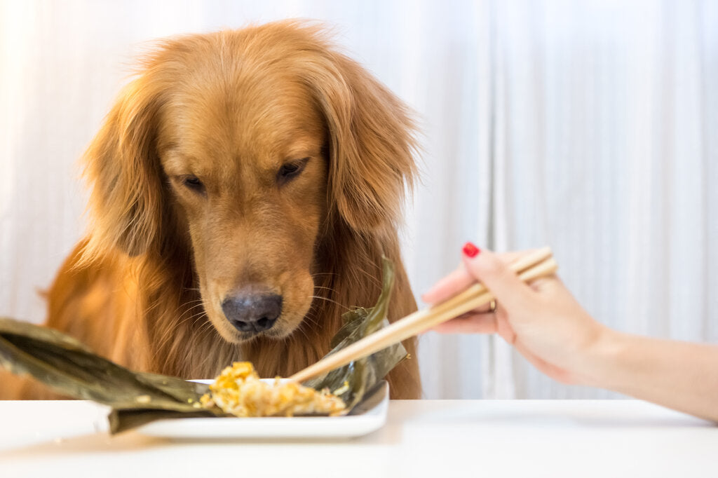 Can Dogs Eat Tofu? [Here’s the Inside Scoop!]